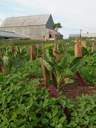 veggiesgreenhouse.jpg